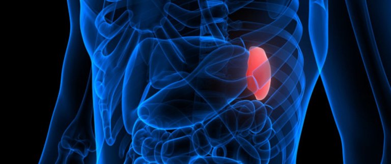 Spleen