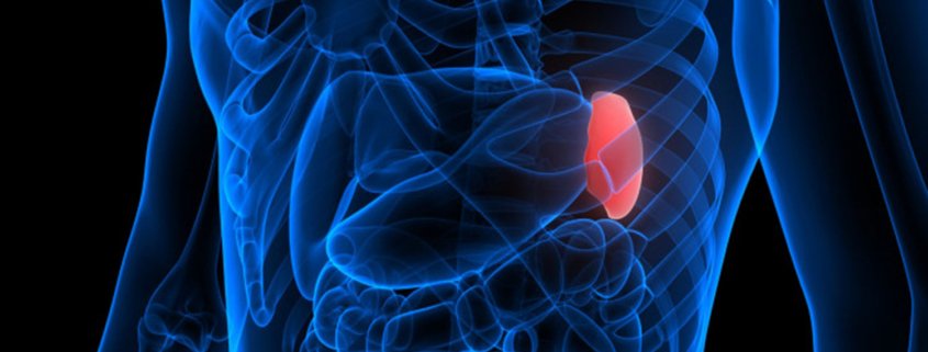 Spleen
